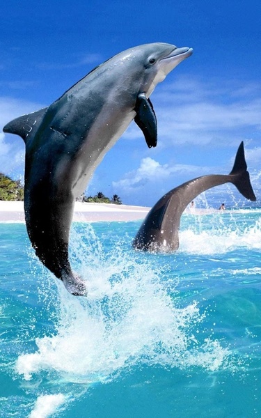 Dolphin HD Live Wallpaper - Preview 7
