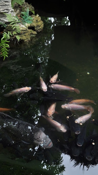 Realistic Koi - Preview 5