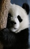 Panda Live Wallpaper screenshot 5