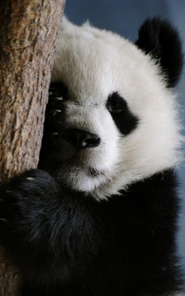 Panda Live Wallpaper - Preview 5