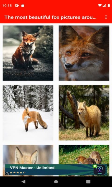 The most beautiful fox pictures around the world of 4K - Preview 8