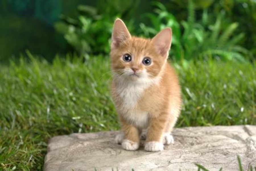 Cat Jigsaw Puzzles - Preview 4