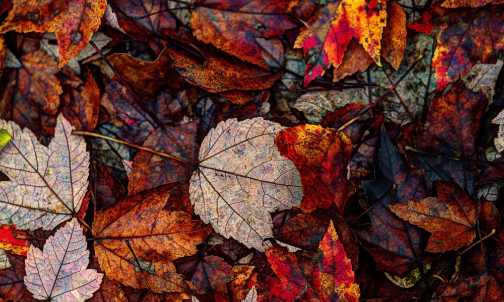 Full HD Backgrounds - Preview 12