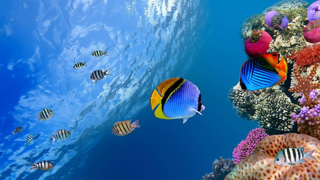 Ocean Fish Live Wallpaper - Preview 10