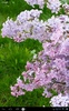 Lilacs Live Wallpaper screenshot 10