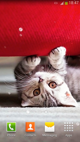 Cute Cats Live Wallpaper - Preview 15