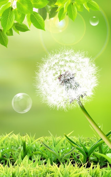 Dandelion Live Wallpaper - Preview 7