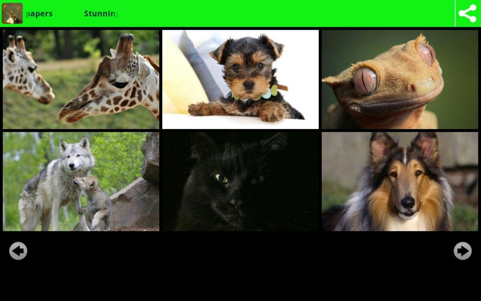 Stunning Animal Wallpapers - Preview 4