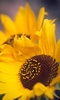 Sunflower Wallpaper screenshot 20