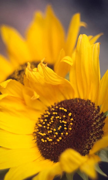 Sunflower Wallpaper - Preview 20