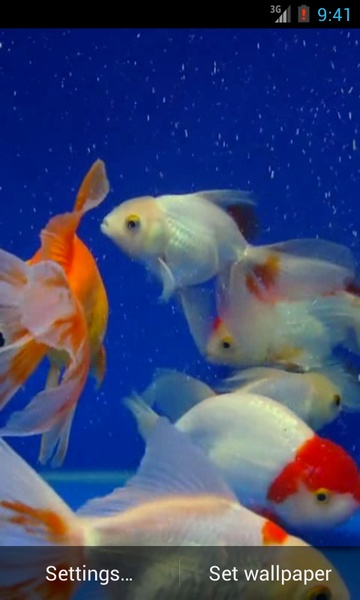 Gold Fish - Preview 4