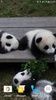 Panda Video Wallpaper screenshot 7
