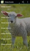 Sheep Sounds screenshot 1