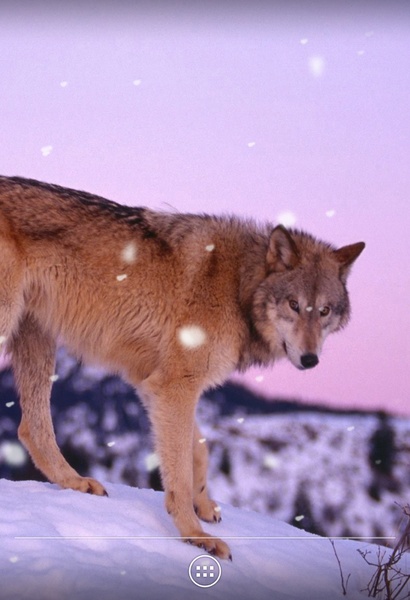 Wolf - Preview 6