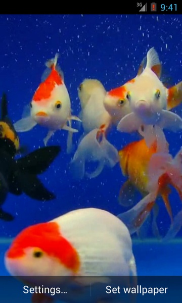 Gold Fish - Preview 5
