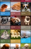Cute Dogs Wallpapers screenshot 10