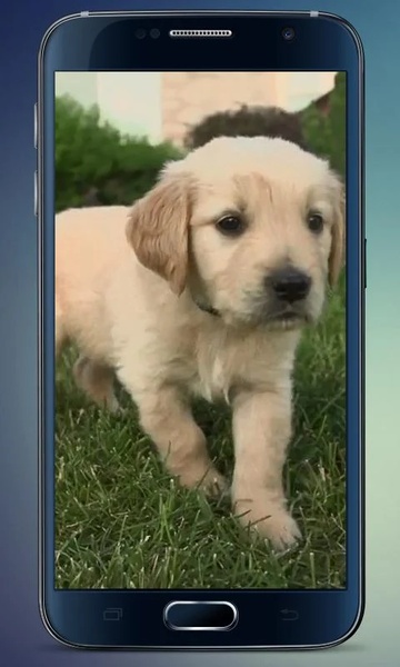 Labrador Puppy Live Wallpaper - Preview 3