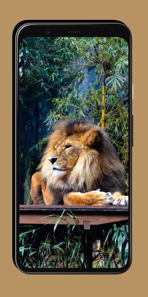 Lion Wallpaper - Preview 5