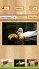 Kids learn English screenshot 24
