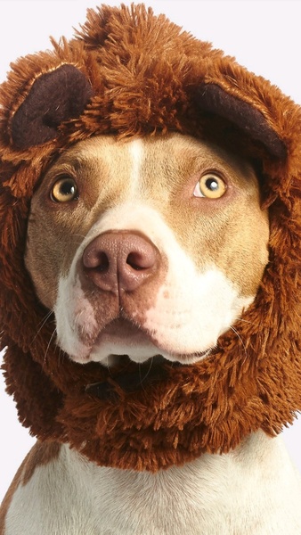 Cute Dog Wallpapers HD - Preview 2