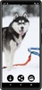 Husky dog Wallpapers screenshot 1