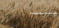 Pintassilgo Chamando screenshot 1