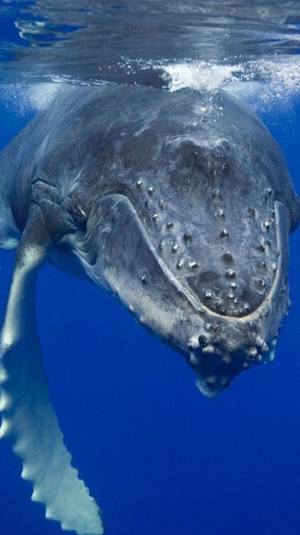 Whale Live Wallpaper - Preview 3