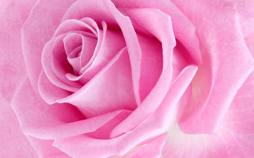 Pink Rose Live Wallpaper - Preview 1