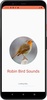 Robin Bird Sounds screenshot 3