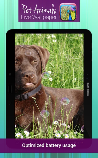 Pet Animals Live Wallpaper - Preview 2
