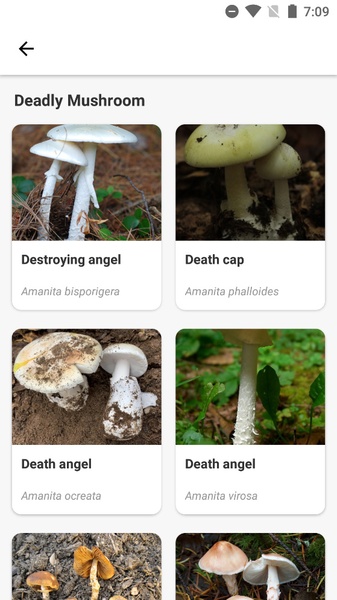 Picture Mushroom - Preview 6
