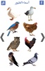 تعليم أسماء الطيور screenshot 3