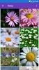 Daisy, Lily, Water Lily Wallpapers screenshot 3