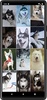 Husky dog Wallpapers screenshot 4