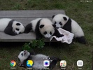Panda Video Wallpaper screenshot 1
