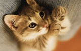 بازل - صور قطط صغيرة screenshot 2