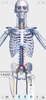 V. Anatomy screenshot 20