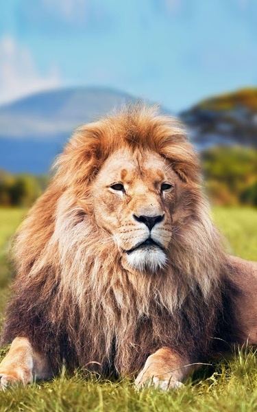 Wild animals Live Wallpaper - Preview 2