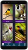 Brazilian's birds sounds screenshot 13