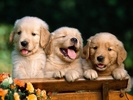 Cute Puppy Wallpapers HD screenshot 1