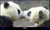 Panda Gallery screenshot 4