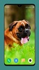 Dog Wallpaper 4K screenshot 11