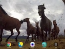Wild Horses Live Wallpaper screenshot 4
