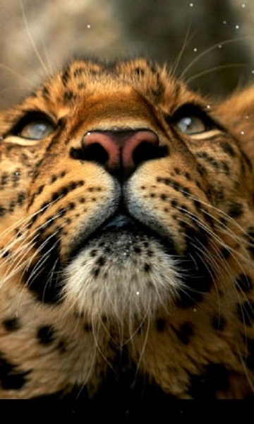 Leopard - Preview 10