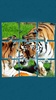 Tigers Jigsaw Puzzle screenshot 10