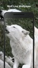 Wolf Live Wallpaper screenshot 2