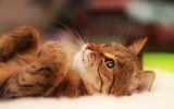 بازل - صور قطط صغيرة screenshot 1