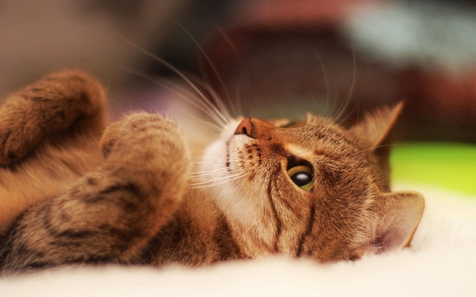 Puzzle-Kittens - Preview 1
