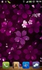 Sakura Falling Live Wallpaper screenshot 4