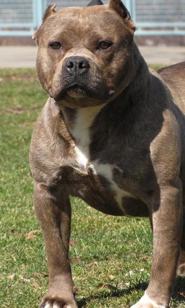 PitBulls Wallpapers - Preview 4